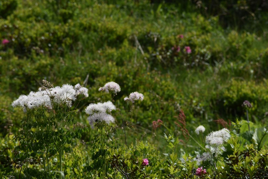 Thalictrum aquilegiifolium (Ranunculaceae)
